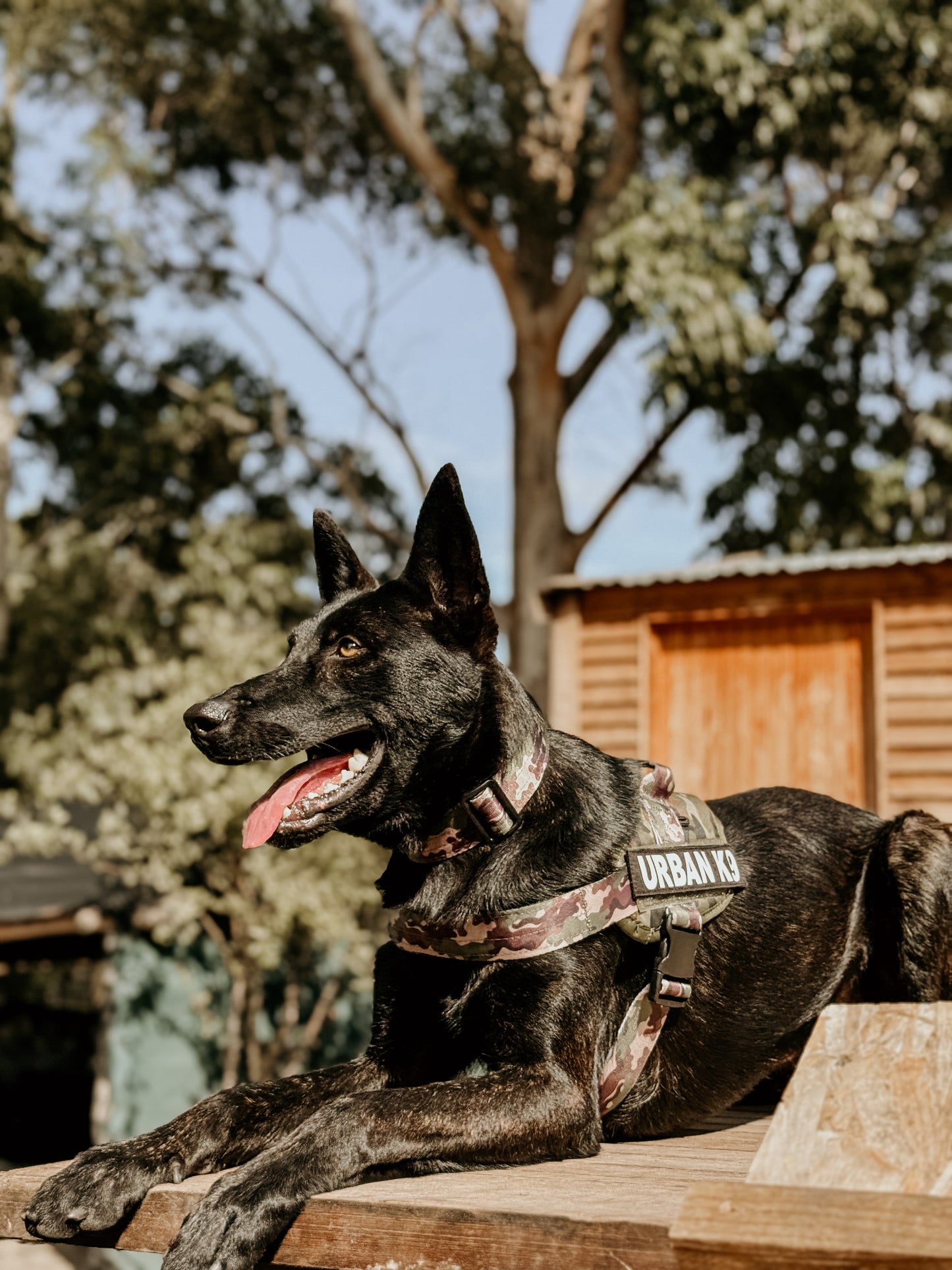 WD Pets Urban Adventurer Harness