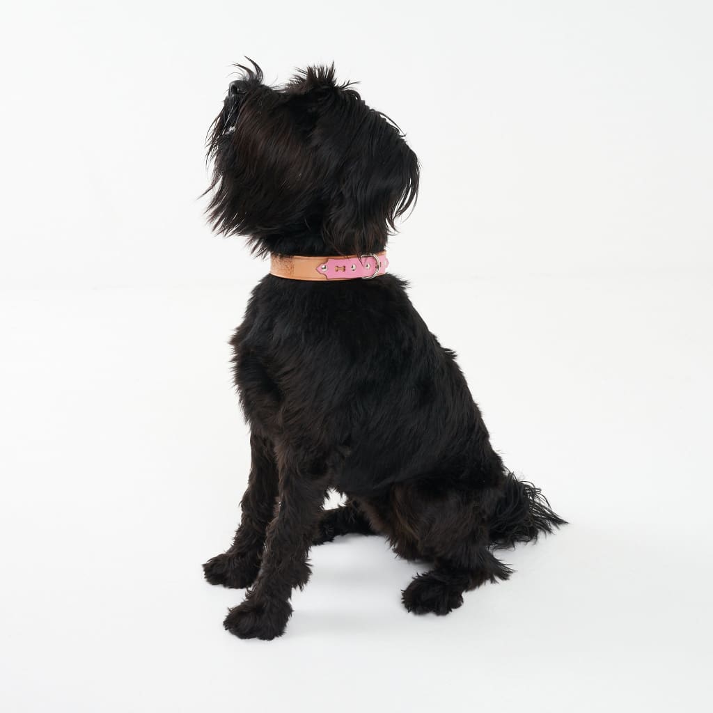 Deluxe Leather Dog Collar - Leather Collar