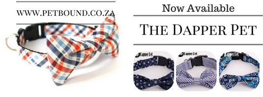 Dapper Pet Collars - Available now