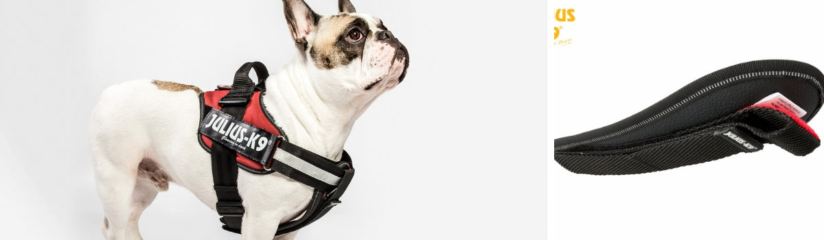 chest pad harness dog bull dog