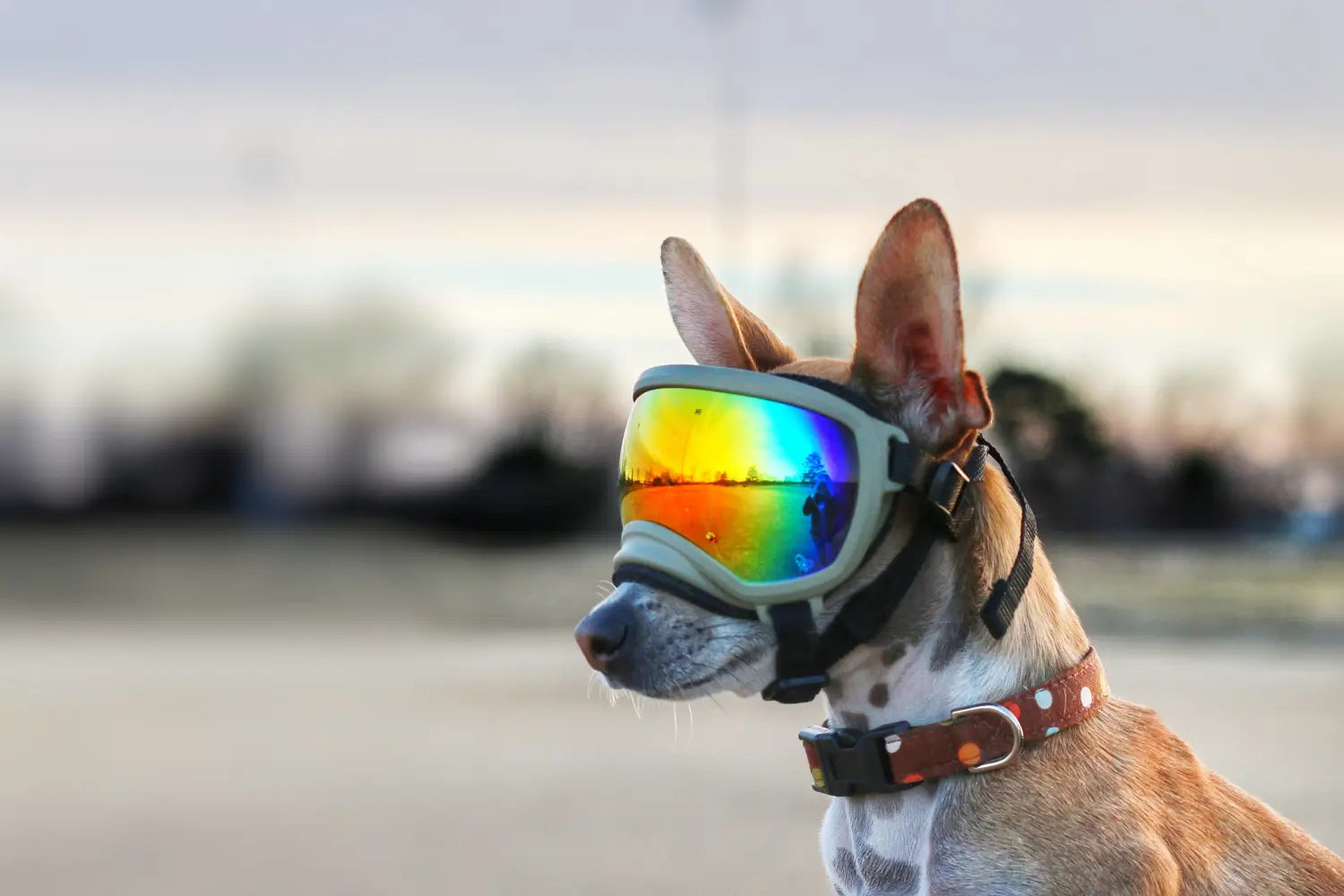 Rex Specs Accessories