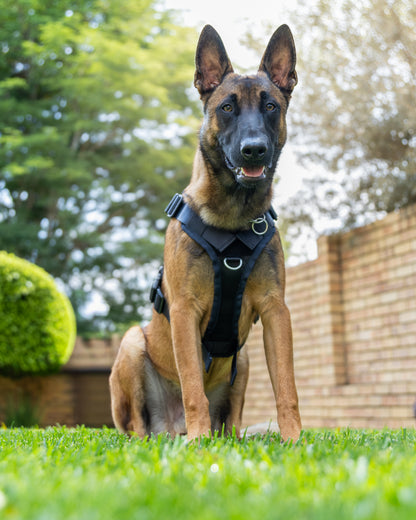 War Dog Air Mesh Ghost Harness