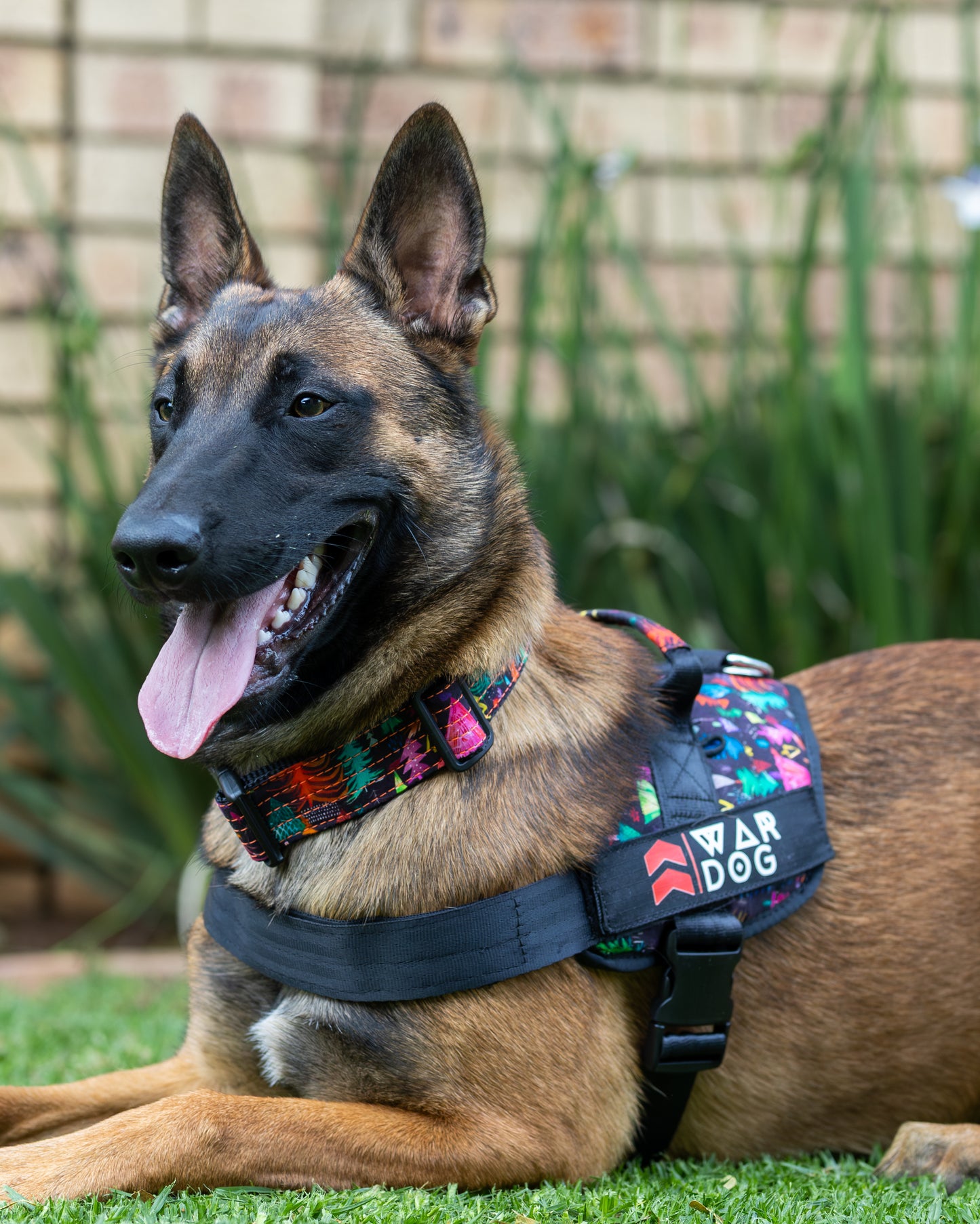 War Dog Festive Harness