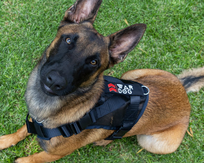 War Dog Air Mesh Ghost Harness