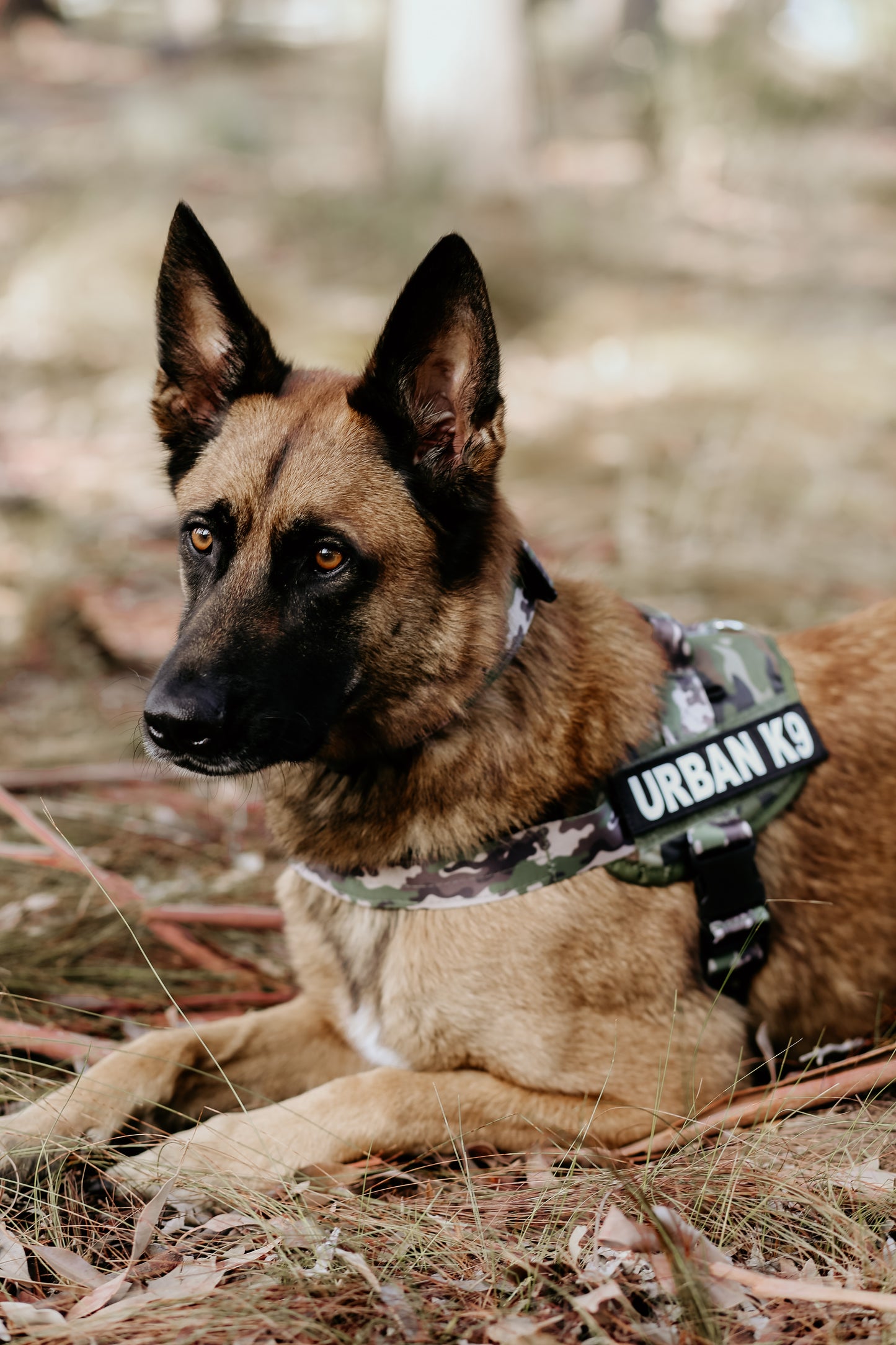 WD Pets Urban Adventurer Harness