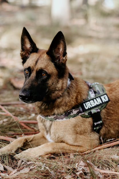 WD Pets Urban Adventurer Harness