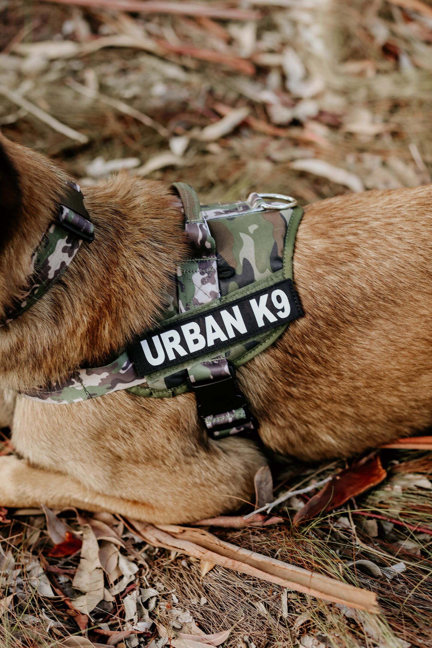 WD Pets Urban Adventurer Harness