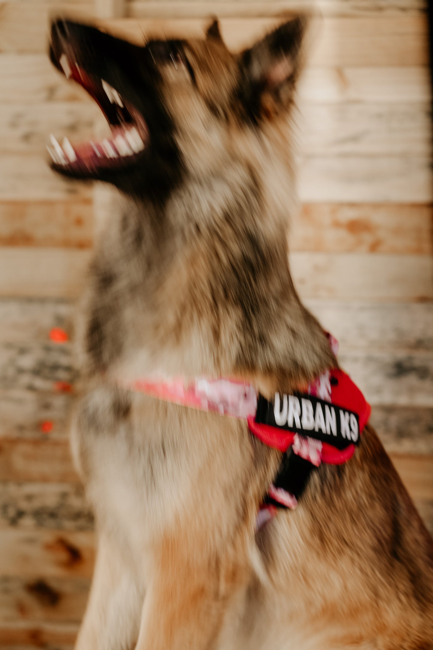 WD Pets Urban Adventurer Harness