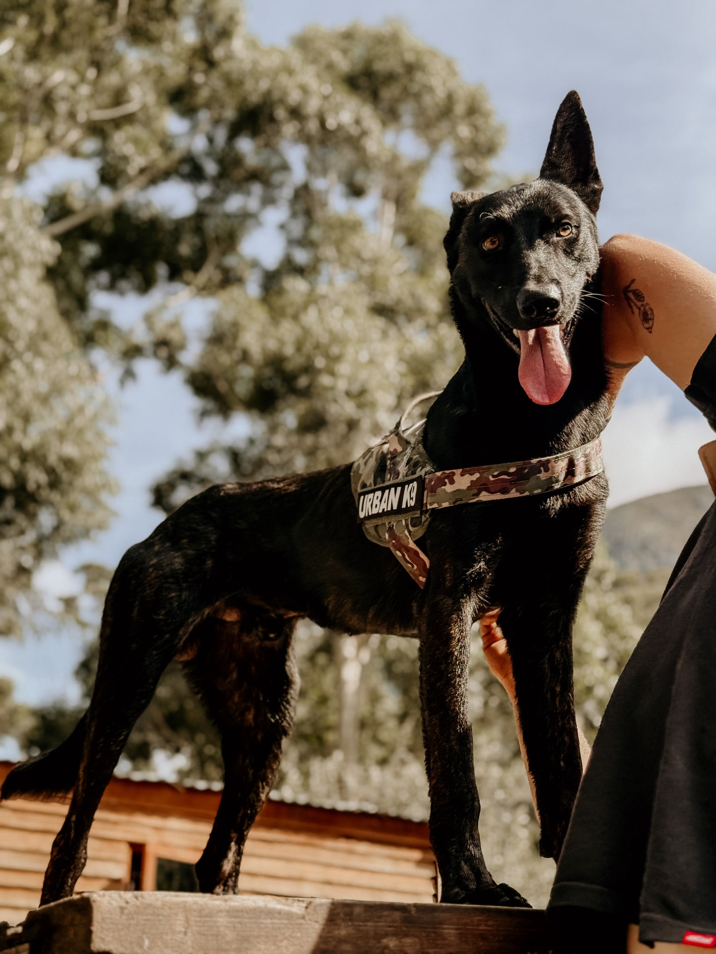 WD Pets Urban Adventurer Harness