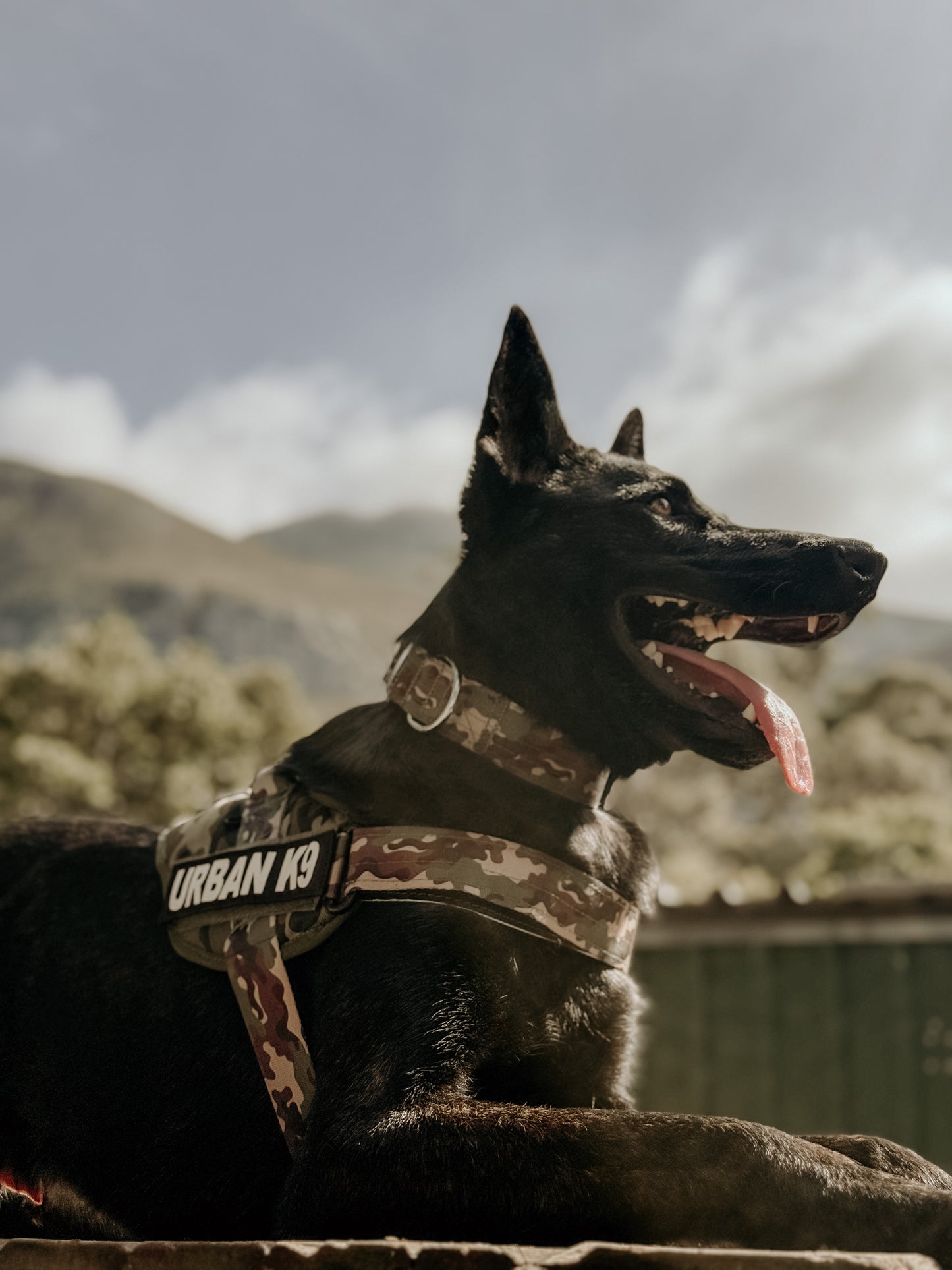 WD Urban K9 Collar