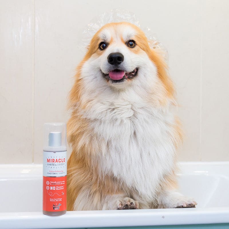 Hownd - Miracle Bright and White Colour Enhancing Shampoo - Pet Bound Co.