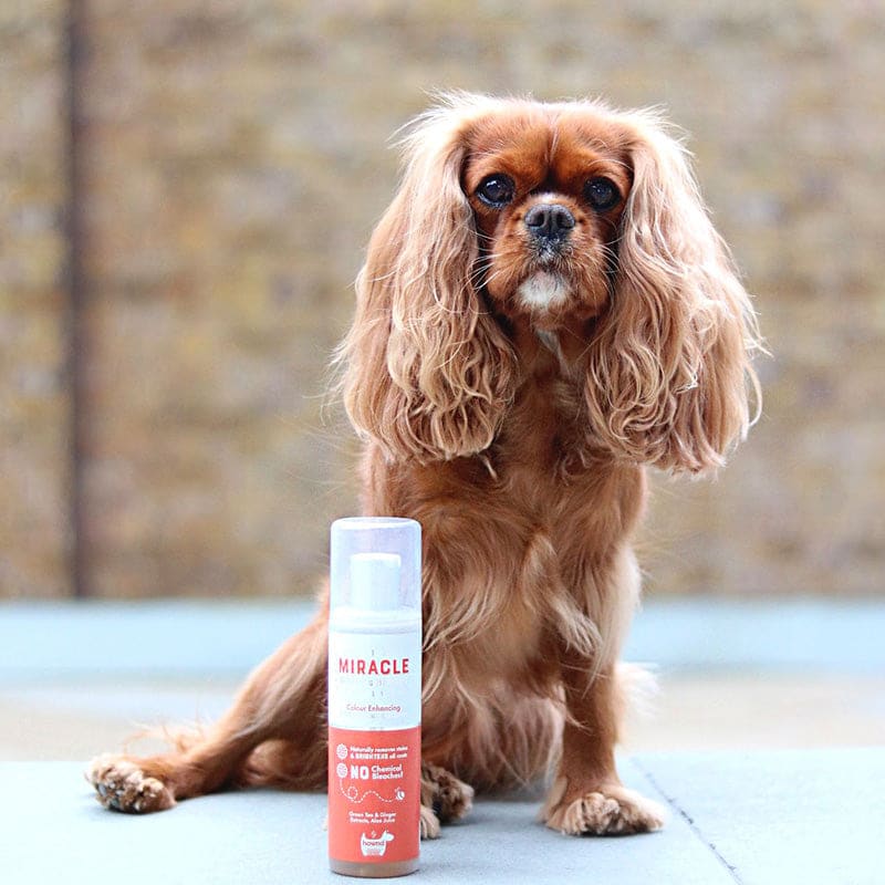 Hownd - Miracle Bright and White Colour Enhancing Shampoo - Pet Bound Co.