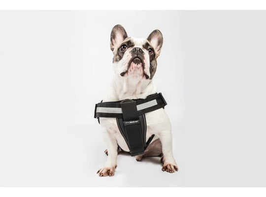 Julius K-9 Harness Chest Pad - chest pad