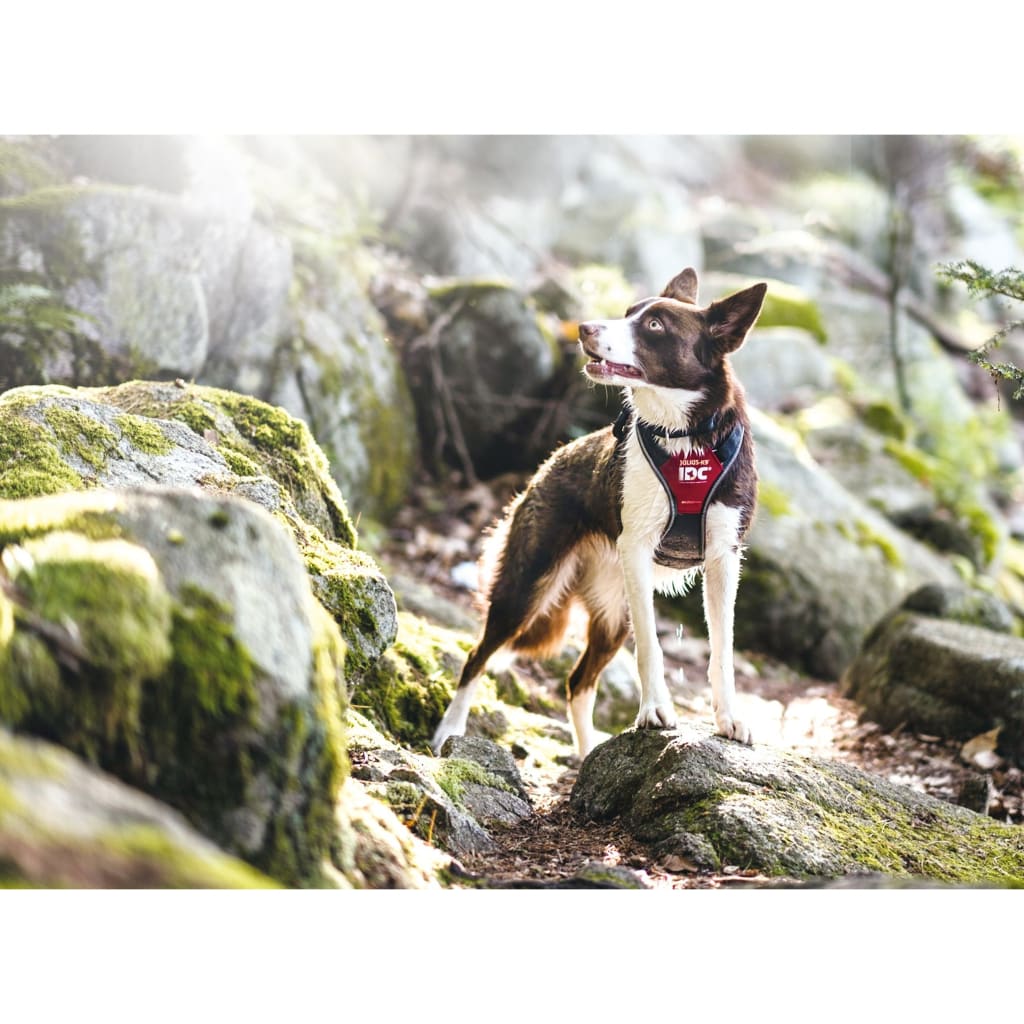 Pet Bound Julius K9 IDC Longwalk Harness - Main Image