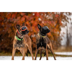 Rex Specs V2 Goggles - Dog Supplies